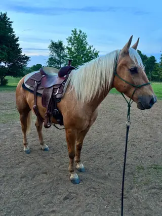 Gold Im Dreamin Of (Nash), 6 Year Old Palomino Quarter Horse Gelding for Sale in Prescott, KS
