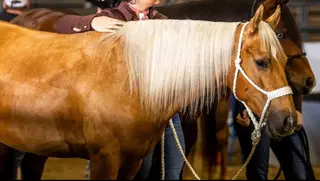 Gold Im Dreamin Of (Nash), 6 Year Old Palomino Quarter Horse Gelding for Sale in Prescott, KS, photo 2 of 5