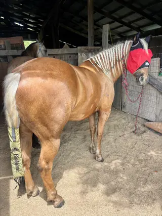 Gold Im Dreamin Of (Nash), 6 Year Old Palomino Quarter Horse Gelding for Sale in Prescott, KS, photo 4 of 5
