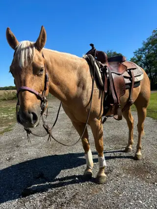 Gold Im Dreamin Of (Nash), 6 Year Old Palomino Quarter Horse Gelding for Sale in Prescott, KS, photo 5 of 5