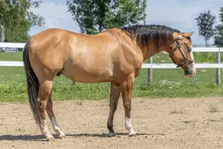 Gunnaloadit (Snoopy), 7 Year Old Dun Quarter Horse Gelding for Sale in Mirabel, QC