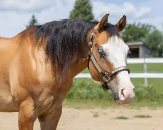 Gunnaloadit (Snoopy), 7 Year Old Dun Quarter Horse Gelding for Sale in Mirabel, QC, photo 2 of 5