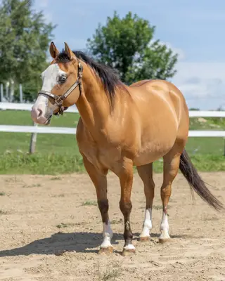 Gunnaloadit (Snoopy), 7 Year Old Dun Quarter Horse Gelding for Sale in Mirabel, QC, photo 3 of 5