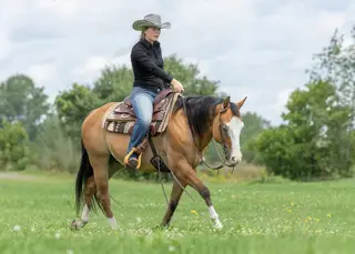 Gunnaloadit (Snoopy), 7 Year Old Dun Quarter Horse Gelding for Sale in Mirabel, QC, photo 4 of 5