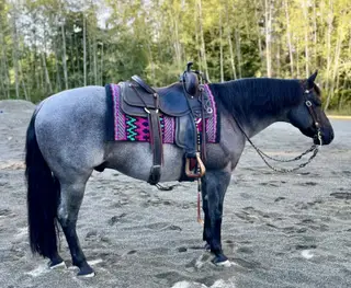 Hankcocks Blue Kazoo, 6 Year Old Blue Roan Quarter Horse Gelding for Sale in Snohomish, WA, photo 2 of 4