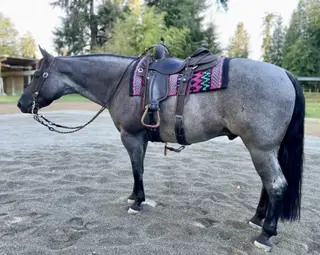 Hankcocks Blue Kazoo, 6 Year Old Blue Roan Quarter Horse Gelding for Sale in Snohomish, WA, photo 3 of 4