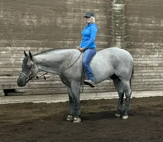 Hankcocks Blue Kazoo, 6 Year Old Blue Roan Quarter Horse Gelding for Sale in Snohomish, WA, photo 4 of 4
