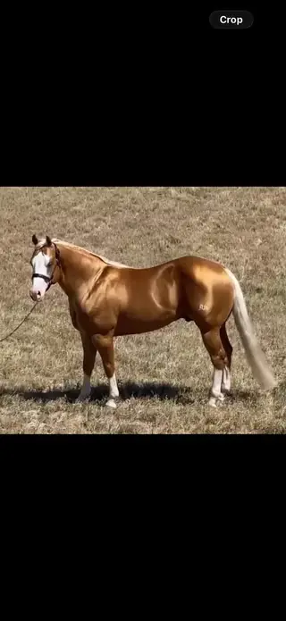 Filly out of Gunnatrasha, Palomino Quarter Horse Filly for Sale