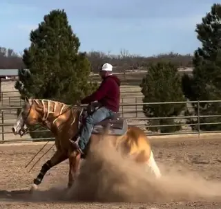 Filly out of Gunnatrasha, Palomino Quarter Horse Filly for Sale, photo 2 of 4