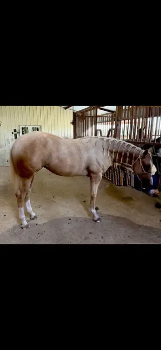 Filly out of Gunnatrasha, Palomino Quarter Horse Filly for Sale, photo 3 of 4