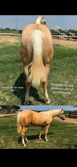 Filly out of Gunnatrasha, Palomino Quarter Horse Filly for Sale, photo 4 of 4