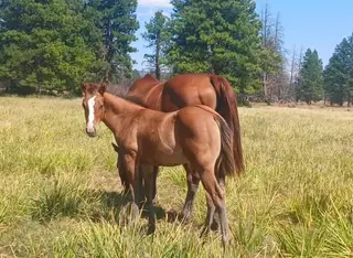 MM Jaz Twistedlegend, 1 Year Old Dun Quarter Horse Filly for Sale in Shelton, WA, photo 3 of 5