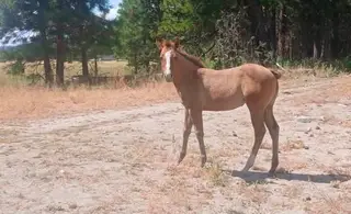 MM Jaz Twistedlegend, 1 Year Old Dun Quarter Horse Filly for Sale in Shelton, WA, photo 4 of 5