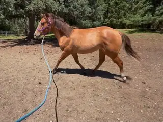 MM Jaz Twistedlegend, 1 Year Old Dun Quarter Horse Filly for Sale in Shelton, WA, photo 5 of 5
