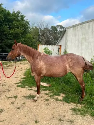 Ms Canyon Cat (Bacardi), 2 Year Old Red Roan Quarter Horse Filly for Sale in Belvidere, IL