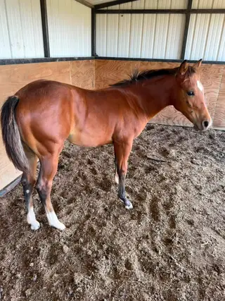 Colt by Dual Reyish, 1 Year Old Bay Quarter Horse Colt for Sale in OK