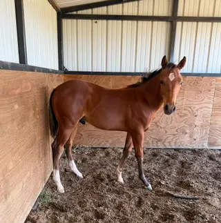 Colt by Dual Reyish, 1 Year Old Bay Quarter Horse Colt for Sale in OK, photo 2 of 5