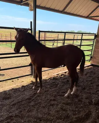 Colt by Dual Reyish, 1 Year Old Bay Quarter Horse Colt for Sale in OK, photo 3 of 5