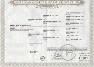 Colt by Dual Reyish, 1 Year Old Bay Quarter Horse Colt for Sale in OK, photo 4 of 5