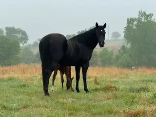 Colt by Dual Reyish, 1 Year Old Bay Quarter Horse Colt for Sale in OK, photo 5 of 5