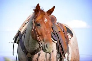 Skipper, 2 Year Old Quarter Horse Gelding for Sale in Saint Anthony, ID