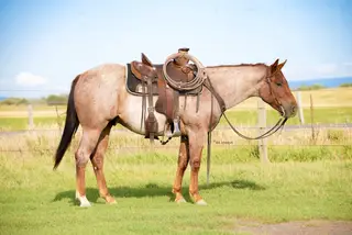 Skipper, 2 Year Old Roan Quarter Horse Gelding for Sale in Saint Anthony, ID, photo 2 of 5