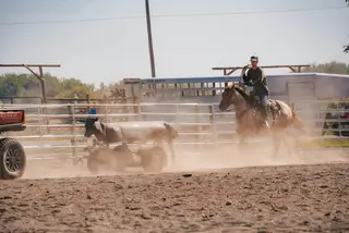 Skipper, 2 Year Old Roan Quarter Horse Gelding for Sale in Saint Anthony, ID, photo 4 of 5