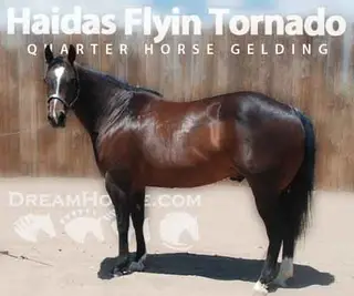 Pastels Play Smart, 14 Year Old Sorrel Quarter Horse Mare for Sale in Wellington, CO