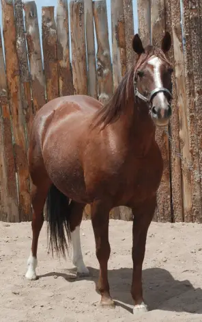Pastels Play Smart, 14 Year Old Sorrel Quarter Horse Mare for Sale in Wellington, CO, photo 2 of 7