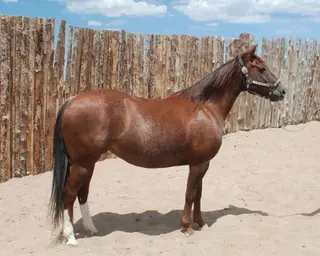 Pastels Play Smart, 14 Year Old Sorrel Quarter Horse Mare for Sale in Wellington, CO, photo 3 of 7