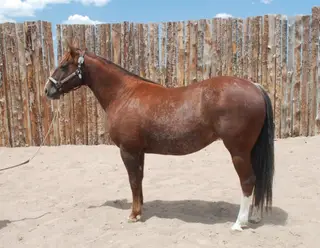 Pastels Play Smart, 14 Year Old Sorrel Quarter Horse Mare for Sale in Wellington, CO, photo 4 of 7