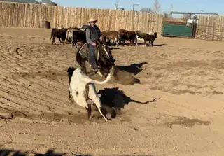 Pastels Play Smart, 14 Year Old Sorrel Quarter Horse Mare for Sale in Wellington, CO, photo 7 of 7