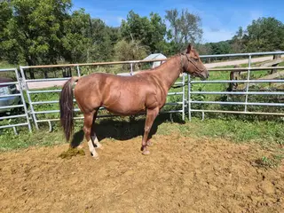 One Tapt Out Cat (Tina), 7 Year Old Red Roan Quarter Horse Mare for Sale in Elroy, WI