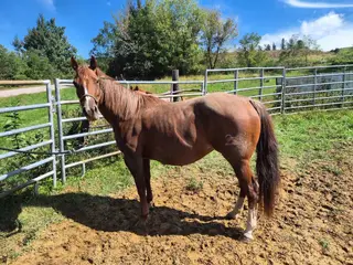 One Tapt Out Cat (Tina), 7 Year Old Red Roan Quarter Horse Mare for Sale in Elroy, WI, photo 2 of 5