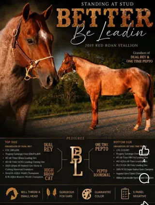 One Tapt Out Cat (Tina), 7 Year Old Red Roan Quarter Horse Mare for Sale in Elroy, WI, photo 4 of 5