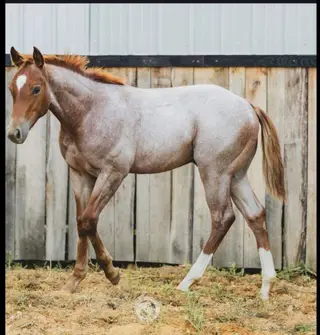 One Tapt Out Cat (Tina), 7 Year Old Red Roan Quarter Horse Mare for Sale in Elroy, WI, photo 5 of 5