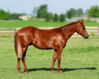 No This Is Patrick, 2 Year Old Sorrel Quarter Horse Gelding for Sale in Orient, OH