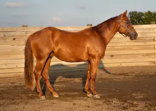 No This Is Patrick, 2 Year Old Sorrel Quarter Horse Gelding for Sale in Orient, OH, photo 2 of 5