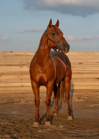 No This Is Patrick, 2 Year Old Sorrel Quarter Horse Gelding for Sale in Orient, OH, photo 3 of 5