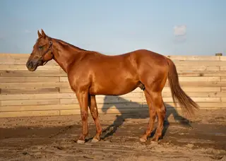 No This Is Patrick, 2 Year Old Sorrel Quarter Horse Gelding for Sale in Orient, OH, photo 4 of 5