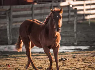No This Is Patrick, 2 Year Old Sorrel Quarter Horse Gelding for Sale in Orient, OH, photo 5 of 5