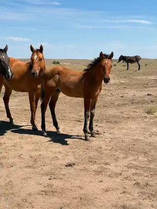 Colt by Wily Kyote, 1 Year Old Dun Quarter Horse Colt for Sale in Harrison, NE