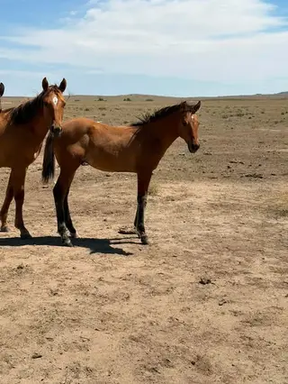 Colt by Wily Kyote, 1 Year Old Dun Quarter Horse Colt for Sale in Harrison, NE, photo 2 of 4