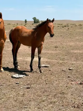 Colt by Wily Kyote, 1 Year Old Dun Quarter Horse Colt for Sale in Harrison, NE, photo 3 of 4