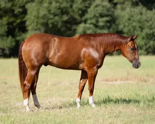 Johnny Cash, 2 Year Old Sorrel Quarter Horse Colt for Sale in Brenham, TX, photo 2 of 4