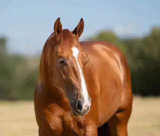 Johnny Cash, 2 Year Old Sorrel Quarter Horse Colt for Sale in Brenham, TX, photo 3 of 4