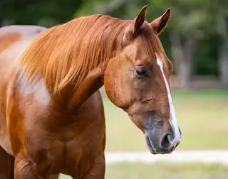Johnny Cash, 2 Year Old Sorrel Quarter Horse Colt for Sale in Brenham, TX, photo 4 of 4