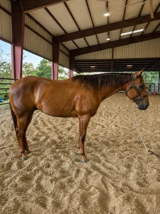 Vonn Gogh, 19 Year Old Bay Quarter Horse Stallion for Sale in Fort Worth, TX