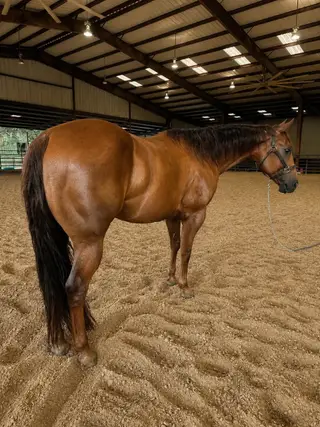 Vonn Gogh, 19 Year Old Bay Quarter Horse Stallion for Sale in Fort Worth, TX, photo 3 of 5