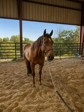 Vonn Gogh, 19 Year Old Bay Quarter Horse Stallion for Sale in Fort Worth, TX, photo 4 of 5